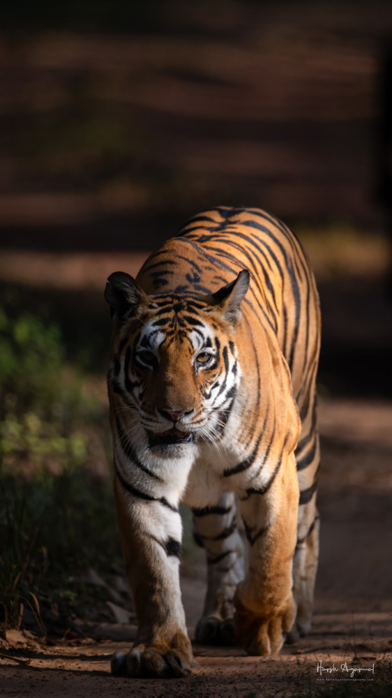 Kanha National Park | Kanha Tiger Reserve
