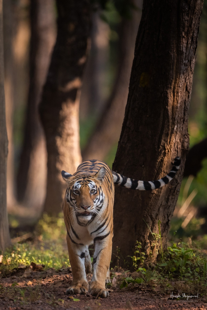 Kanha National Park | Kanha Tiger Reserve