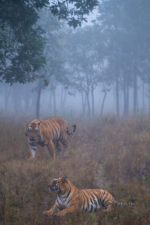 Satpura Tiger Reserve | Tigers of Satpura