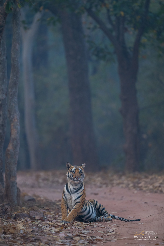 Bandhavgarh National Park | Bandhavgarh Tiger Reserve