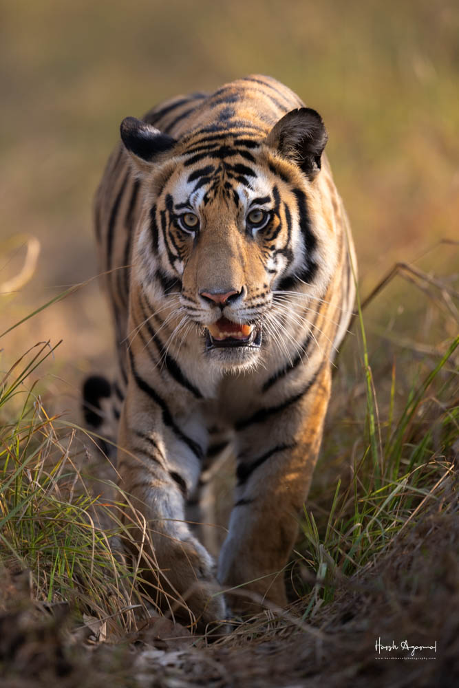 Panna Tiger Reserve | Tigers from Panna