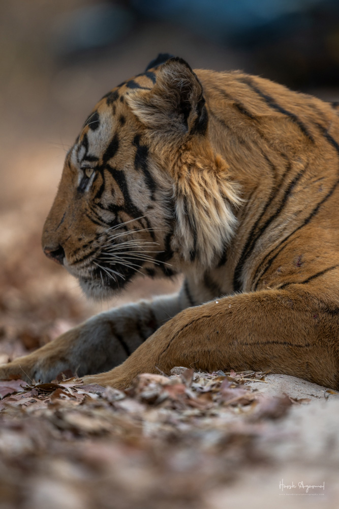 Bandhavgarh National Park | Bandhavgarh Tiger Reserve