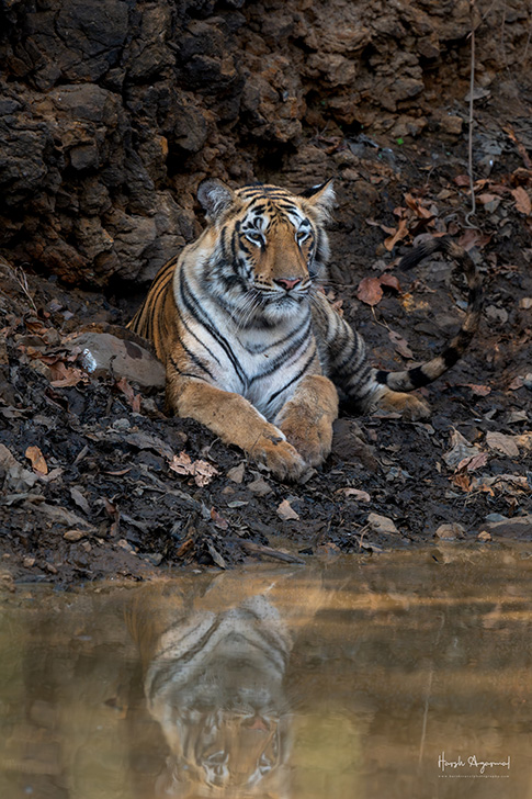 Best Tiger Images from Tadoba