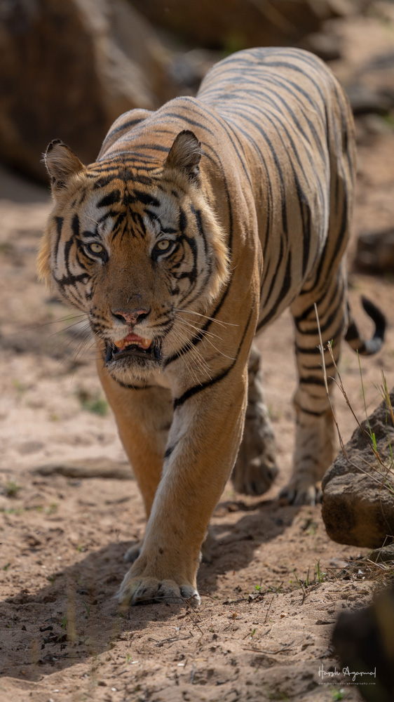 Bandhavgarh National Park | Bandhavgarh Tiger Reserve
