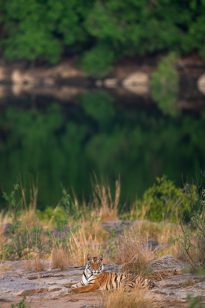 Panna Tiger Reserve | Tigers from Panna