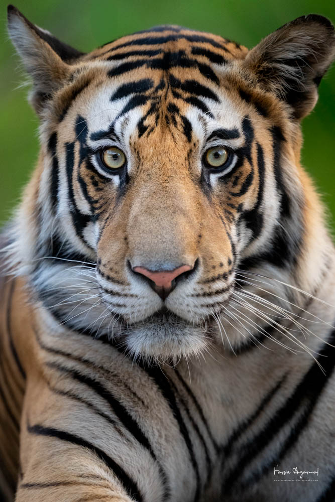 Panna Tiger Reserve | Tigers from Panna
