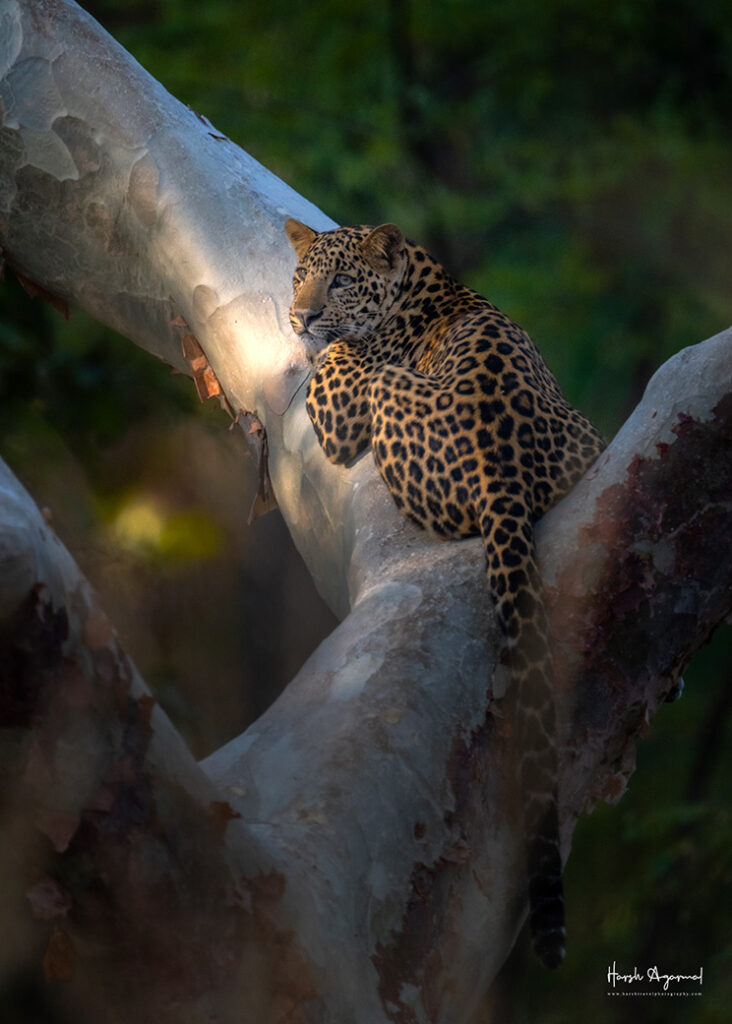 Pench Tiger Reserve